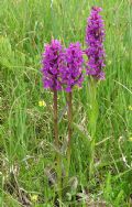 Dactylorhiza majalis